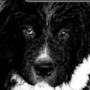 Meet your Posher, Snickers